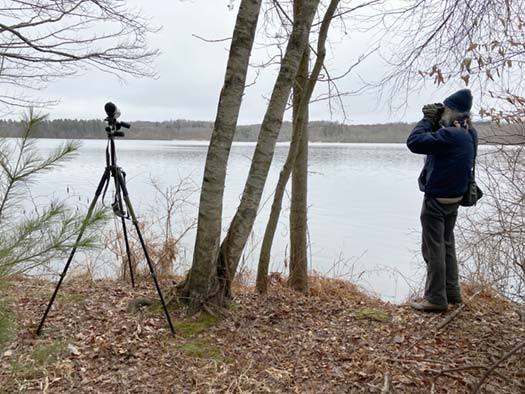 Birders seek sparrows
