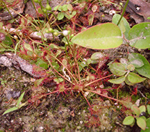 Sundew