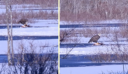 Bald Eagle with prey at bog