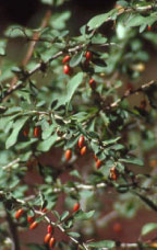 Japanese Barberry