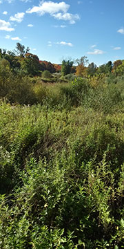 Bean field and juvy tree frogs