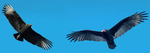 comparing vultures