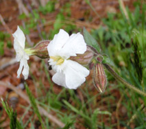 Bladder Campion