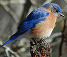 Bluebird