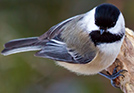 Chicadee