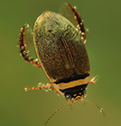 Predaceous Diving Beetle