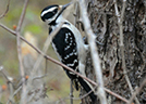 Downy Woodpecker