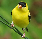 Goldfinch