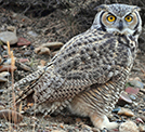 Great Horned Owl