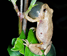 Spring Peeper