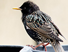 Starling