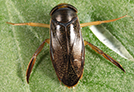 Water Boatman