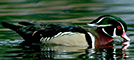 Wood Duck