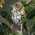 Wood Thrush