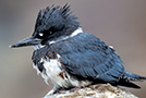 Belted Kingfisher