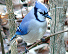 BlueJay