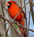 Cardinal