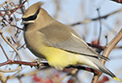 Cedar Waxwing