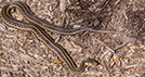 Garter snake