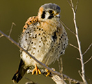 Kestrel