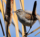 Marsh Wren