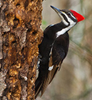 Pileated Woodpecker