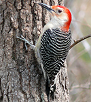 Red-Bellied Woodpecker