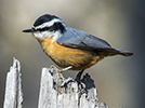 Red-breasted Nuthatch