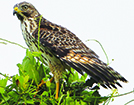 Red-Shouldered Hawk