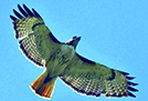 Red-Tailed Hawk