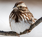 Song Sparrow