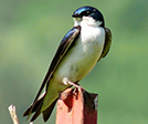 tree swallow