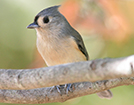 tufted titmouse