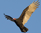 Turkey Vulture