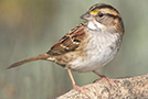 White Throated Sparrow