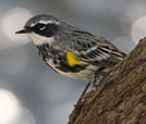 Yellow-rumped Warbler