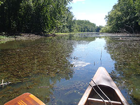 Cabomba in cove in Cromwell