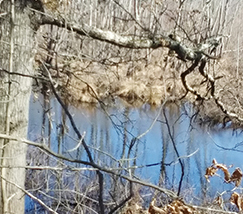 Salmon River creek l<br />ow tide