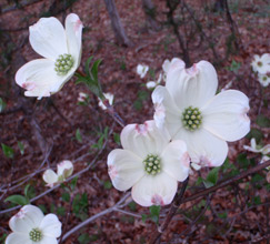 Dogwood