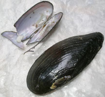 Eastern Pond Mussel