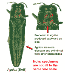 Emerald Ash Borer