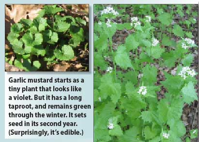 Garlic Mustard