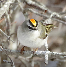 Golden-crowned kinglet