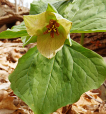 Great trillium