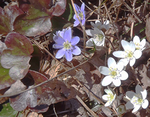 Round-leaved Hepatica