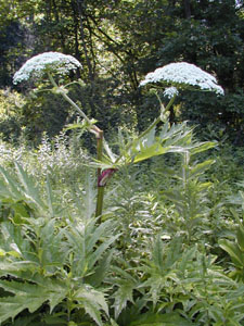 Giant Hogweed