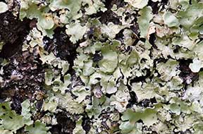 Lichens