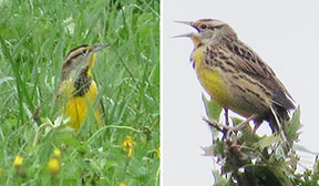 Meadowlark photo DanCimbaro