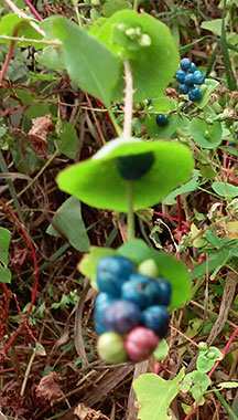 Mile-a-minute with berries