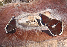 Mourning Cloak Butterfly